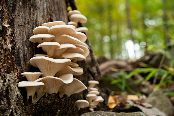 Foraging